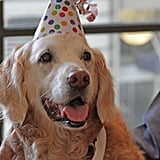 Birthday Party For Sept. 11 Rescue Dog | POPSUGAR Pets
