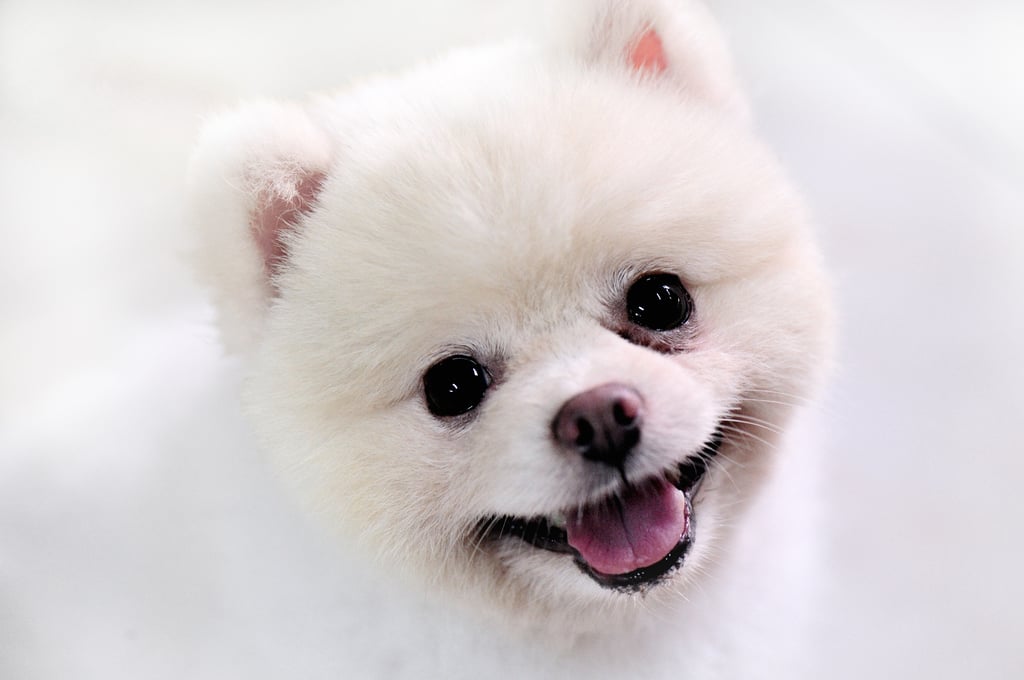 Cute Pomeranian Pictures
