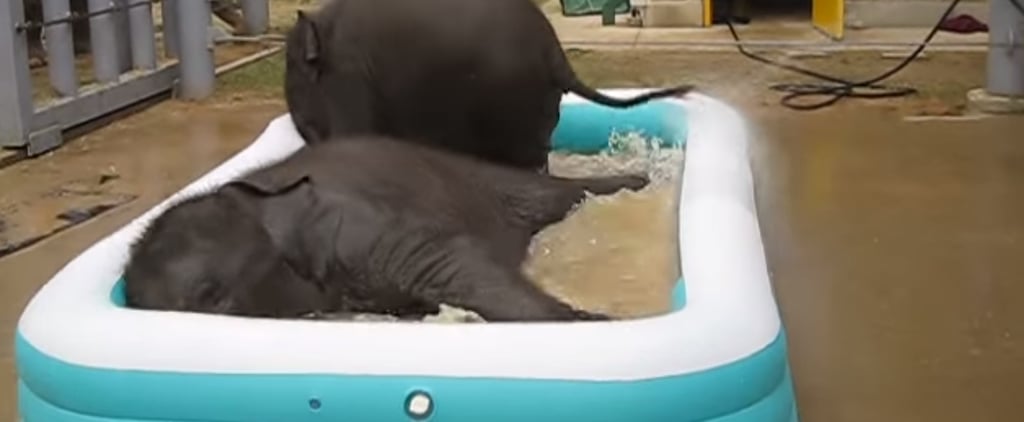 Baby Elephants in Pool