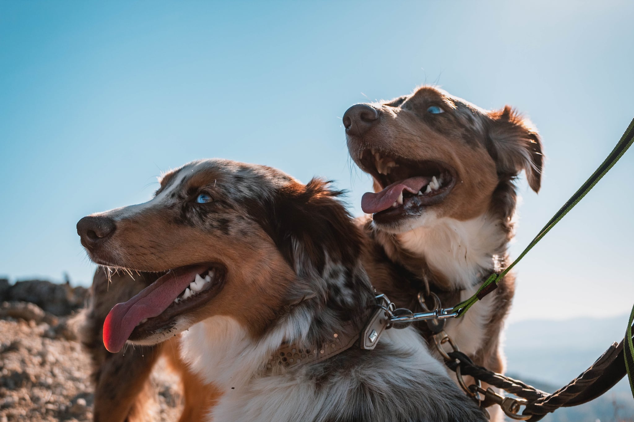 Are Australian Shepherds Good Off Leash