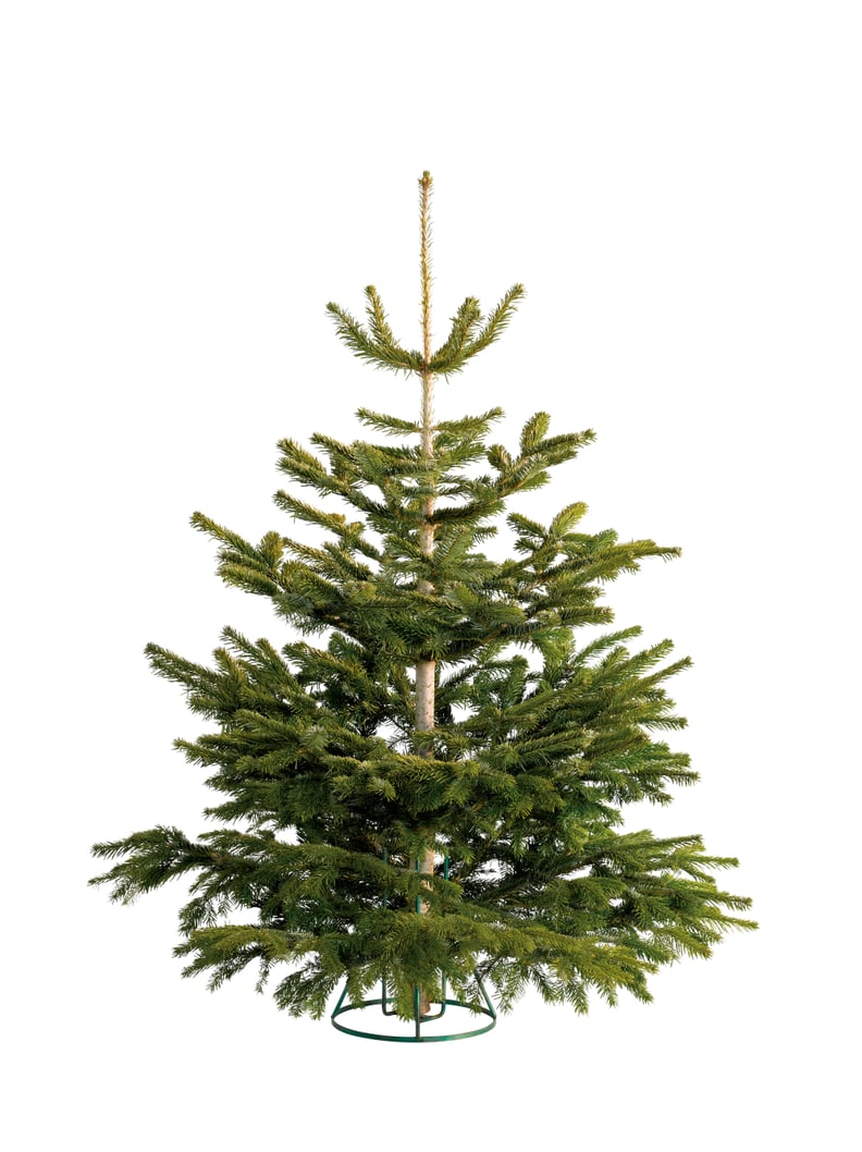 Non-Drop Nordman Fir Christmas Tree