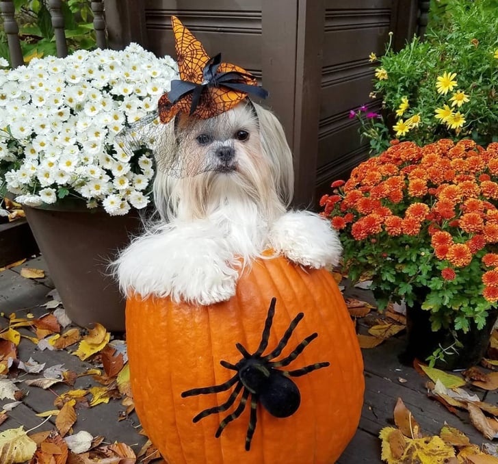 pumpkin with dogs