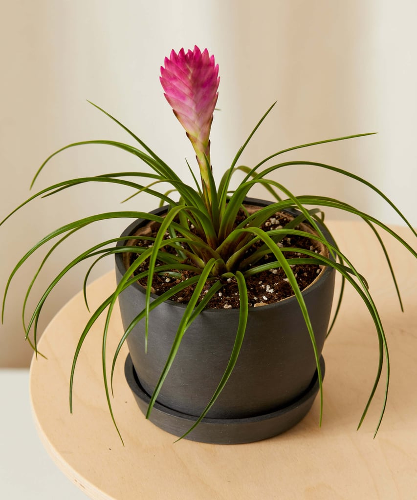 An Air Plant: Summer Bromeliad