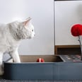 Treat Your Pets (and Yourself) to 16 Innovative Finds on Amazon Launchpad