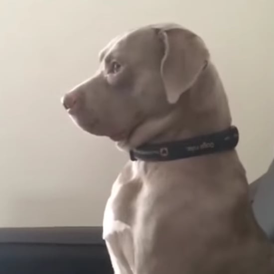 Dog Annoyed While Watching Movie