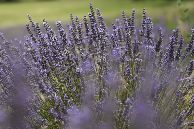 Grow Lavender