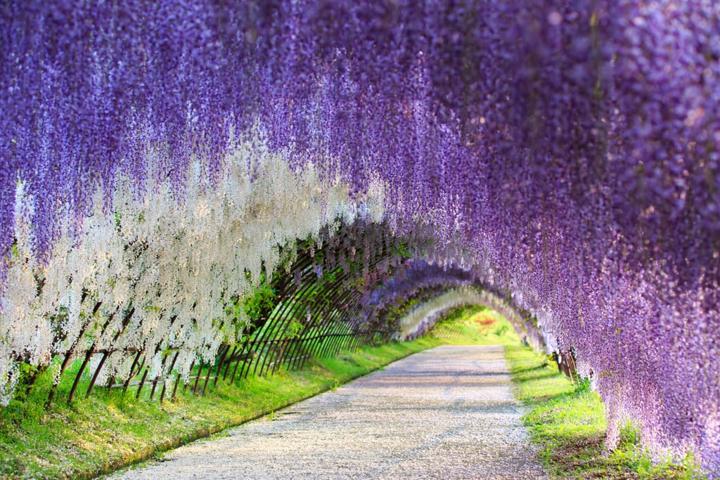 Run Through a Wisteria Flower Tunnel in Japan