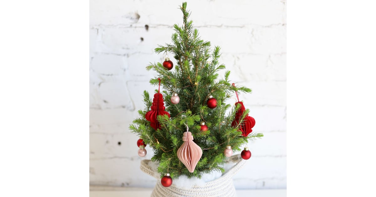 Farmgirl Flowers 0'Montannenbaum Tree Best Live Tabletop Christmas