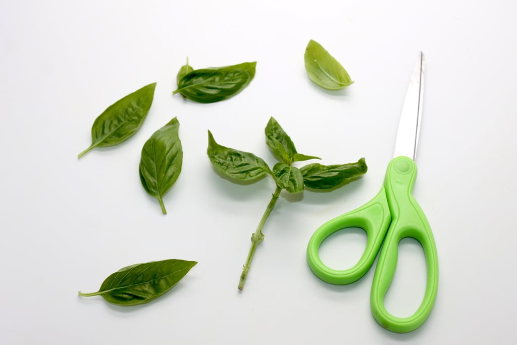 Step 2: Snip off the bottom leaves from the cutting, leaving only five to six new growth leaves on the stem.