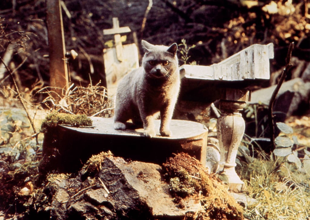 Dead Cat From Pet Sematary