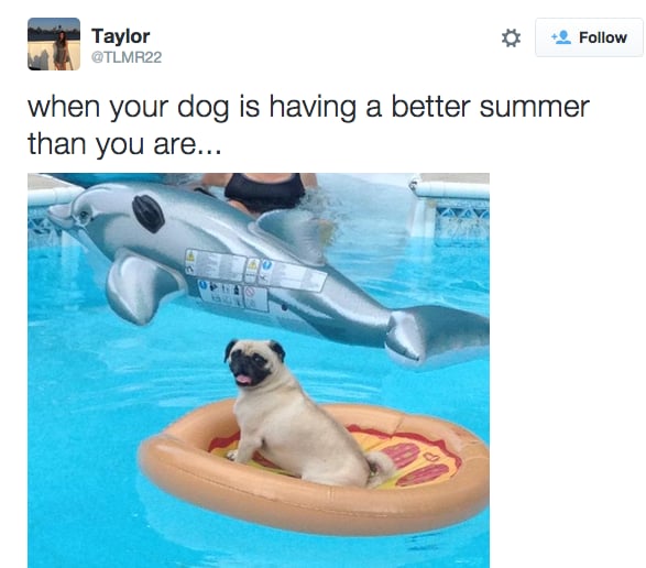Dogs Having Fun in Summer | Tweets