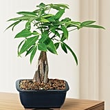 Brussel's Money Tree Bonsai ($28)