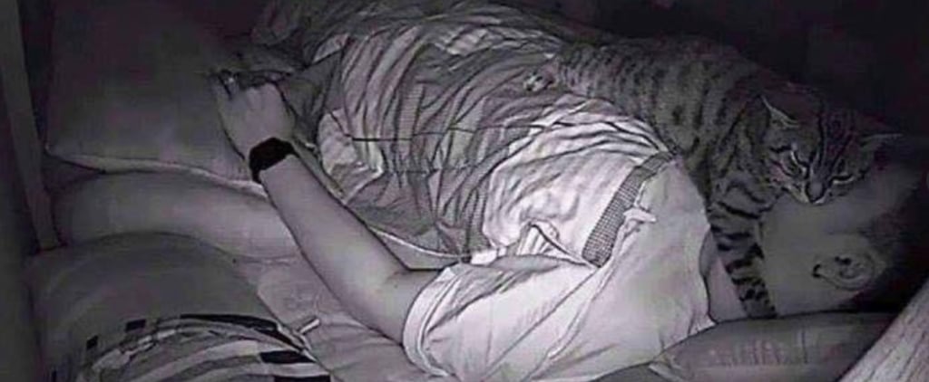 Photos of Cat Sitting on Owner's Chest