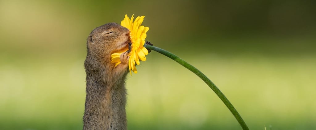 Photos of Squirrel Smelling Flowers From Dick van Duijn