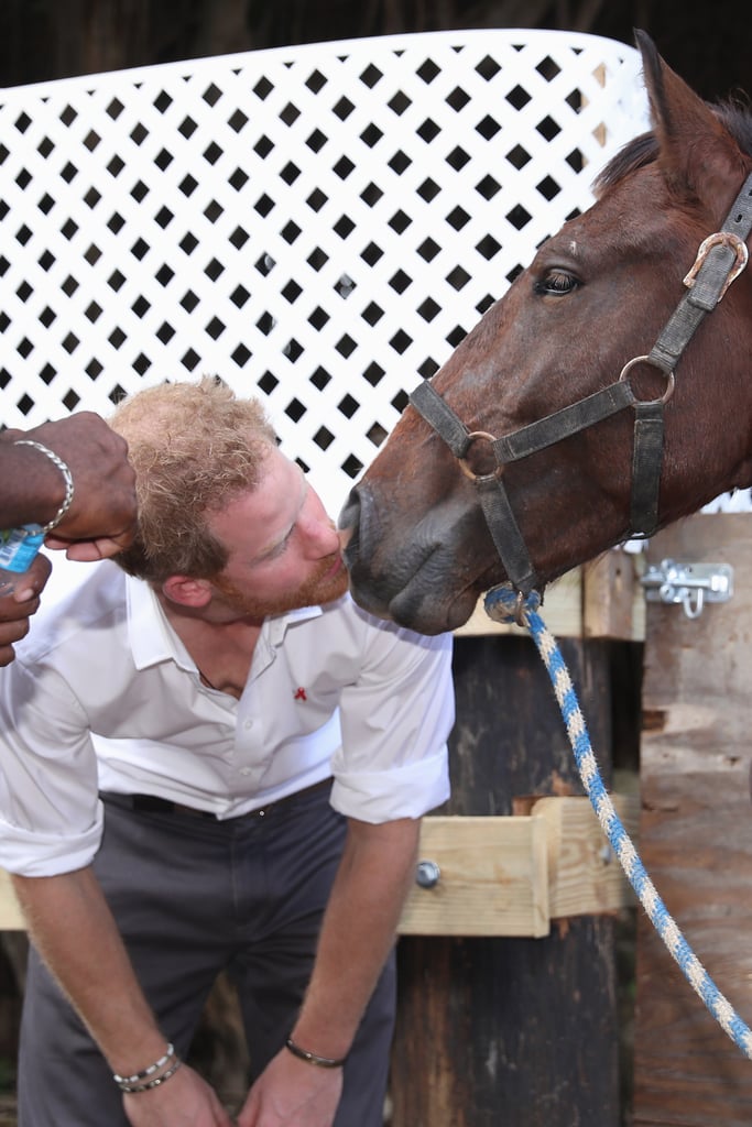 Prince Harry With Animals Pictures