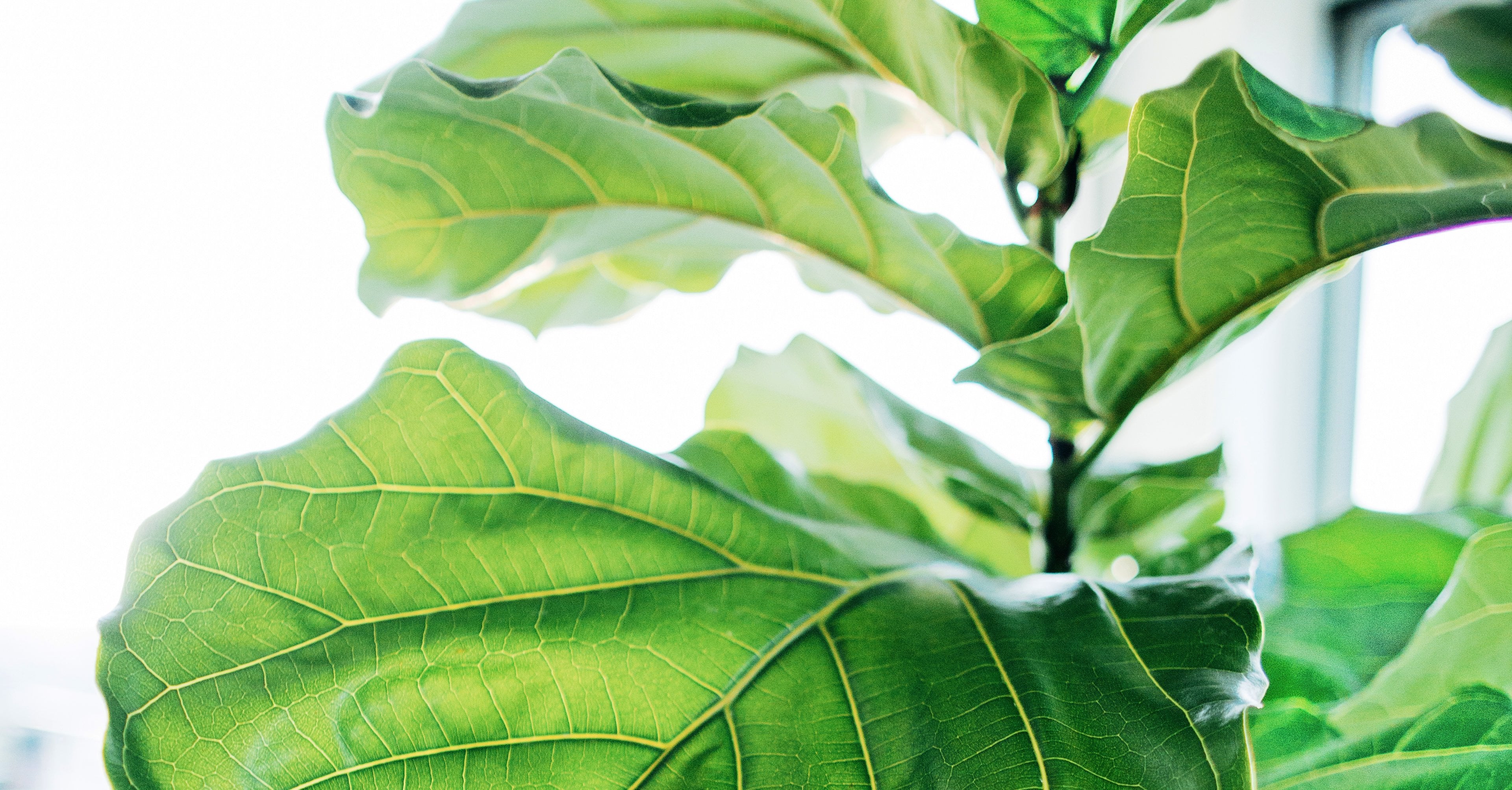 Where to Buy Cheap Fiddle Leaf Fig Trees POPSUGAR Home