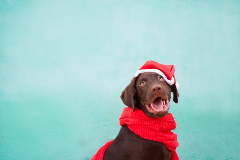 Merry Christmas From This Pup!