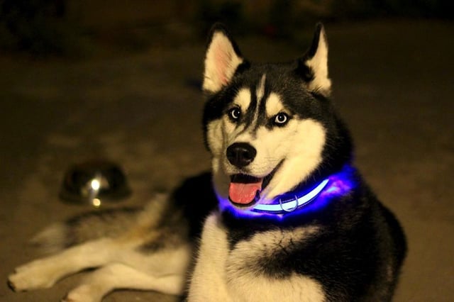 Halo Belt Dog Collar