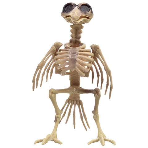 Plastic Bird Skeleton