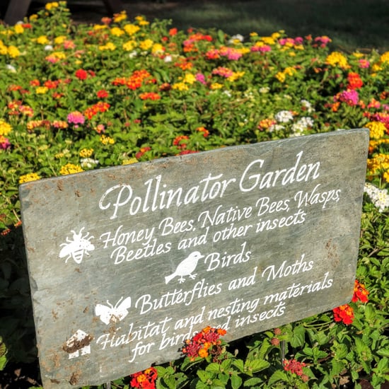 White House Kitchen Garden Tips