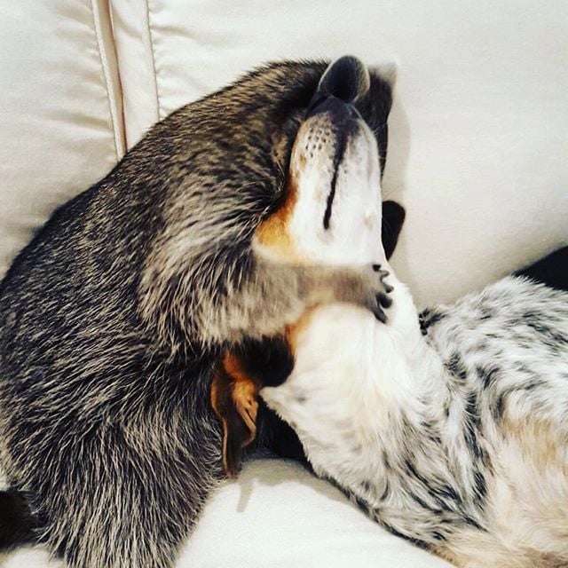 Raccoon That Lives With Dogs | Instagram