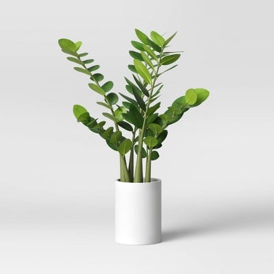 Project62 Artificial Zamioculcas Zamiifolia Plant in Pot