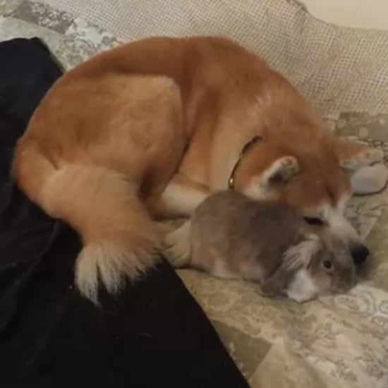 Dog and Bunny Friends | GIF