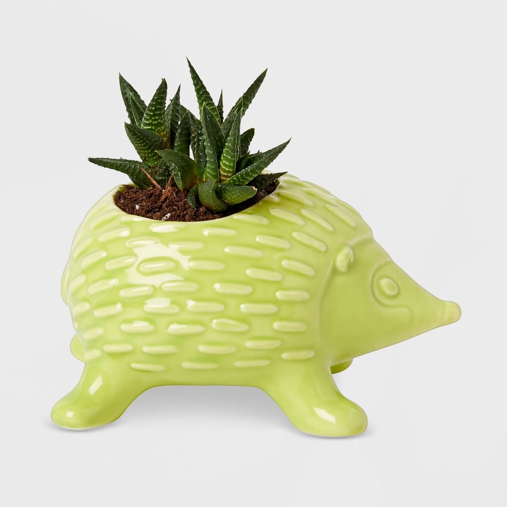 Hedgehog Mini Tabletop Planter