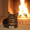 Warm the Hearth With Lil Bub's Looping Yule Log