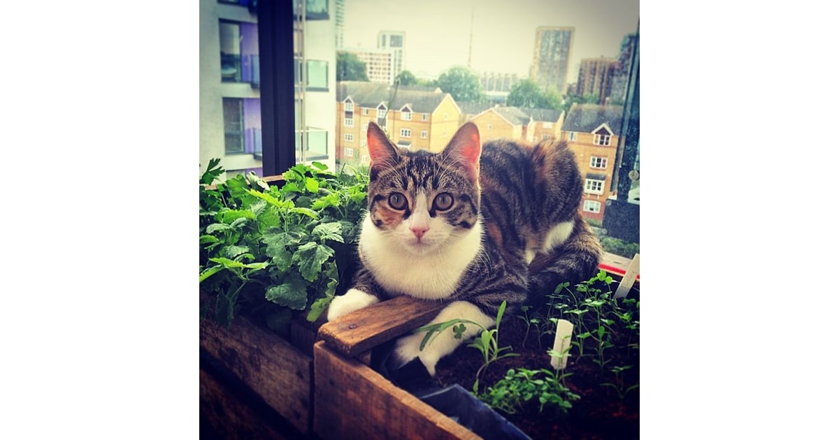 Caturday Cat Slang POPSUGAR Tech Photo 8