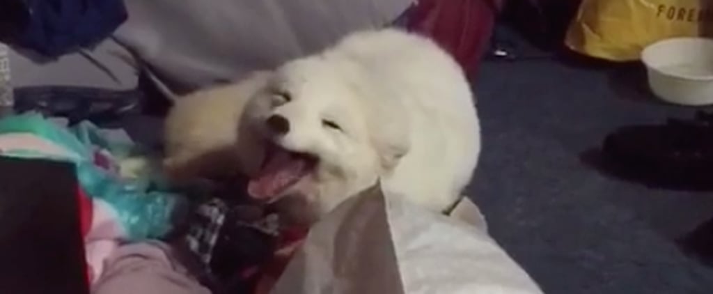 Laughing Fox Vine