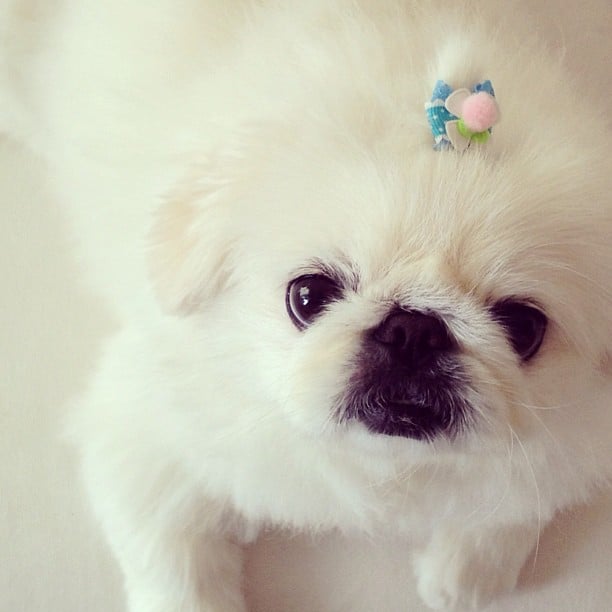 Cute SmushedFaced Dogs POPSUGAR Pets