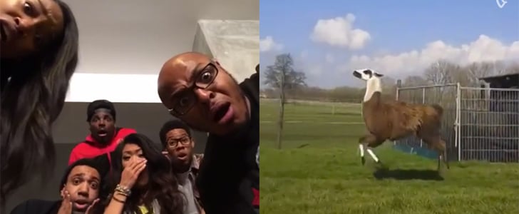 Best Vines 2014