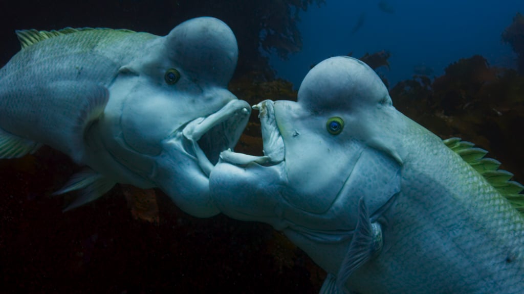Two male kobudai fighting in Japan.