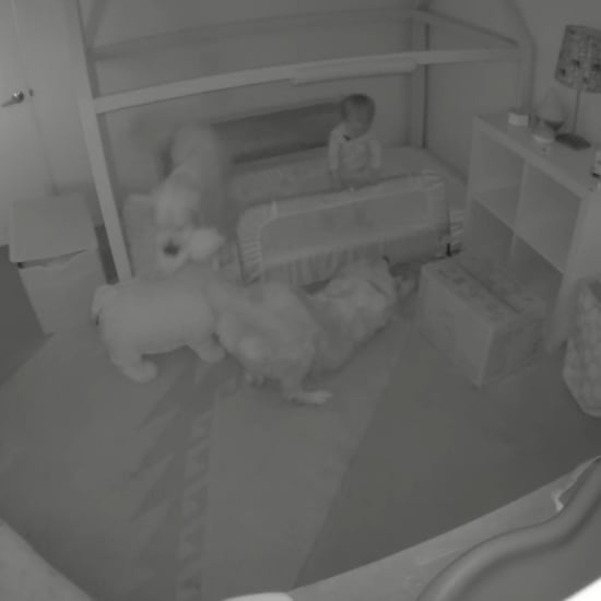 Toddler Escapes Room With Help of Dogs