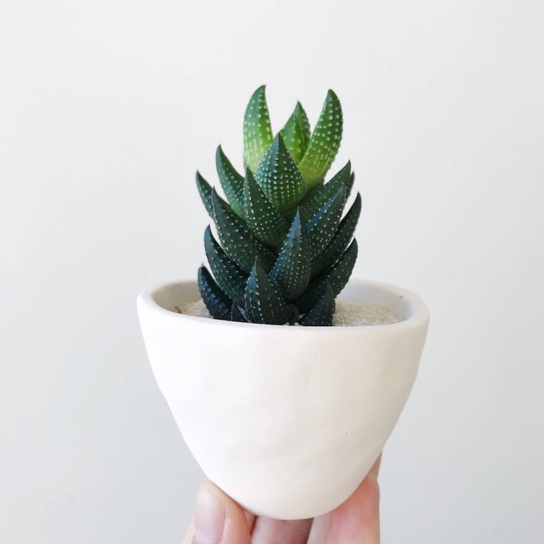 Dorothy Succulent and Ceramic Planter