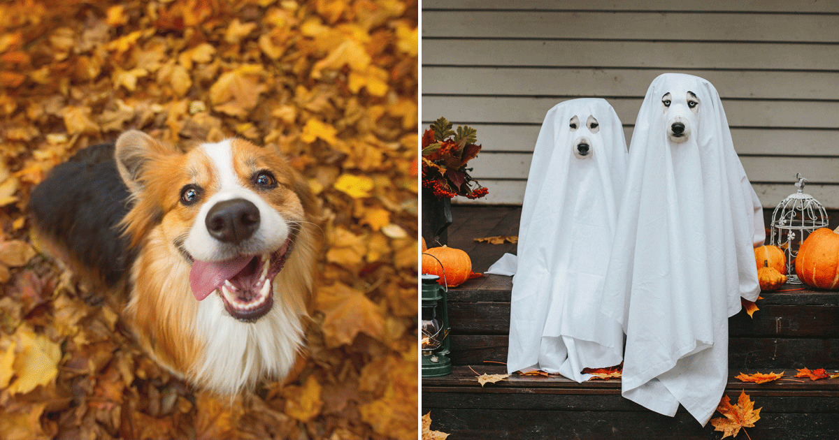 Cute Photos of Dogs in the Fall | PS Pets