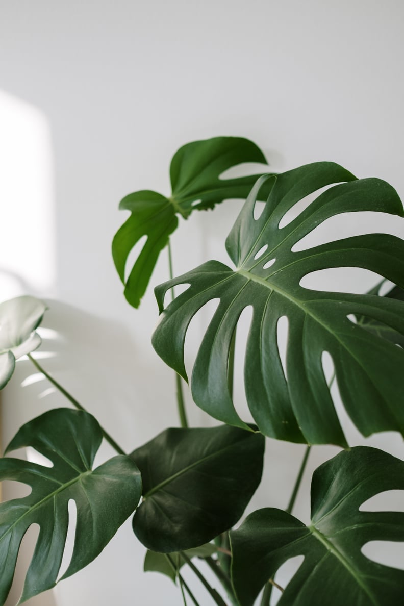 Best Feng Shui Houseplant For Gemini: Split Leaf