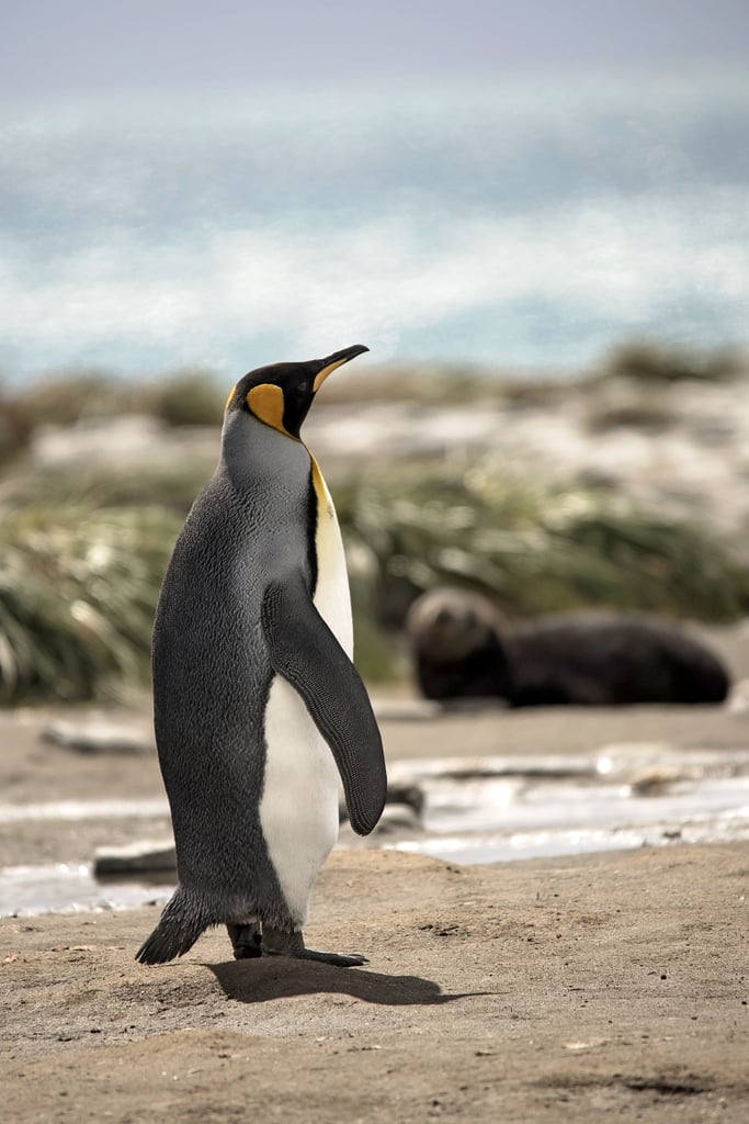 Antarctica King Penguins | POPSUGAR Pets Photo 79
