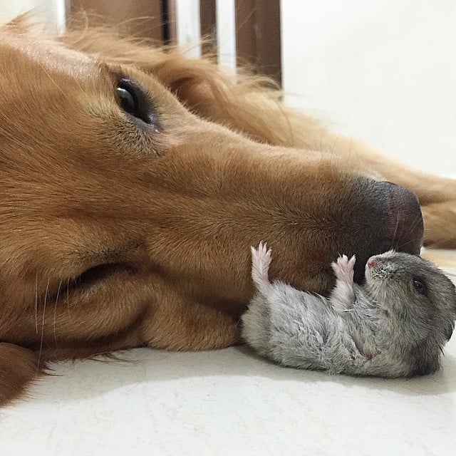 dog and hamster
