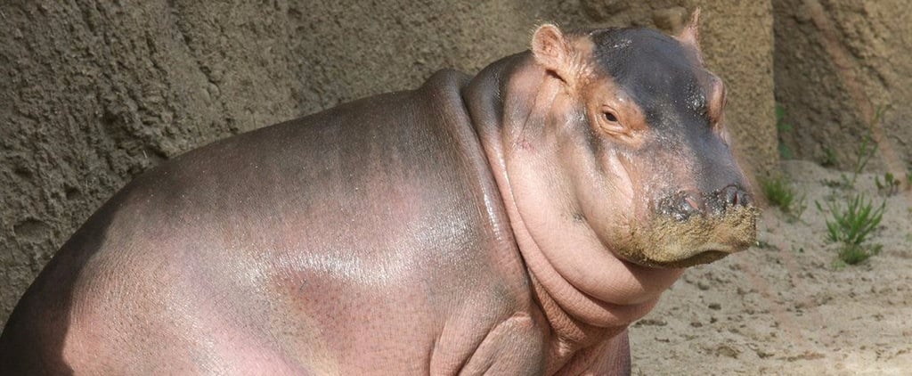 Fiona the Baby Hippo
