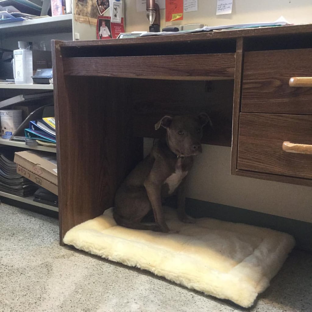 Vet Eating in Rescue Dog's Cage