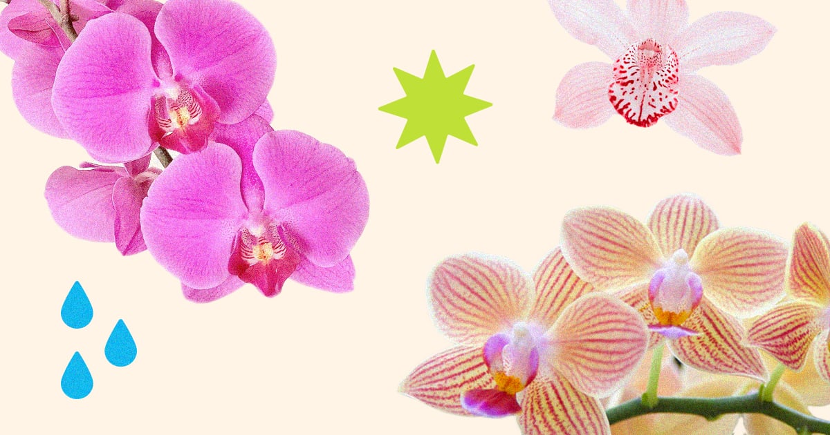 The Ultimate Guide to Caring For an Orchid — Because Let’s Face It, They’re Not the Easiest