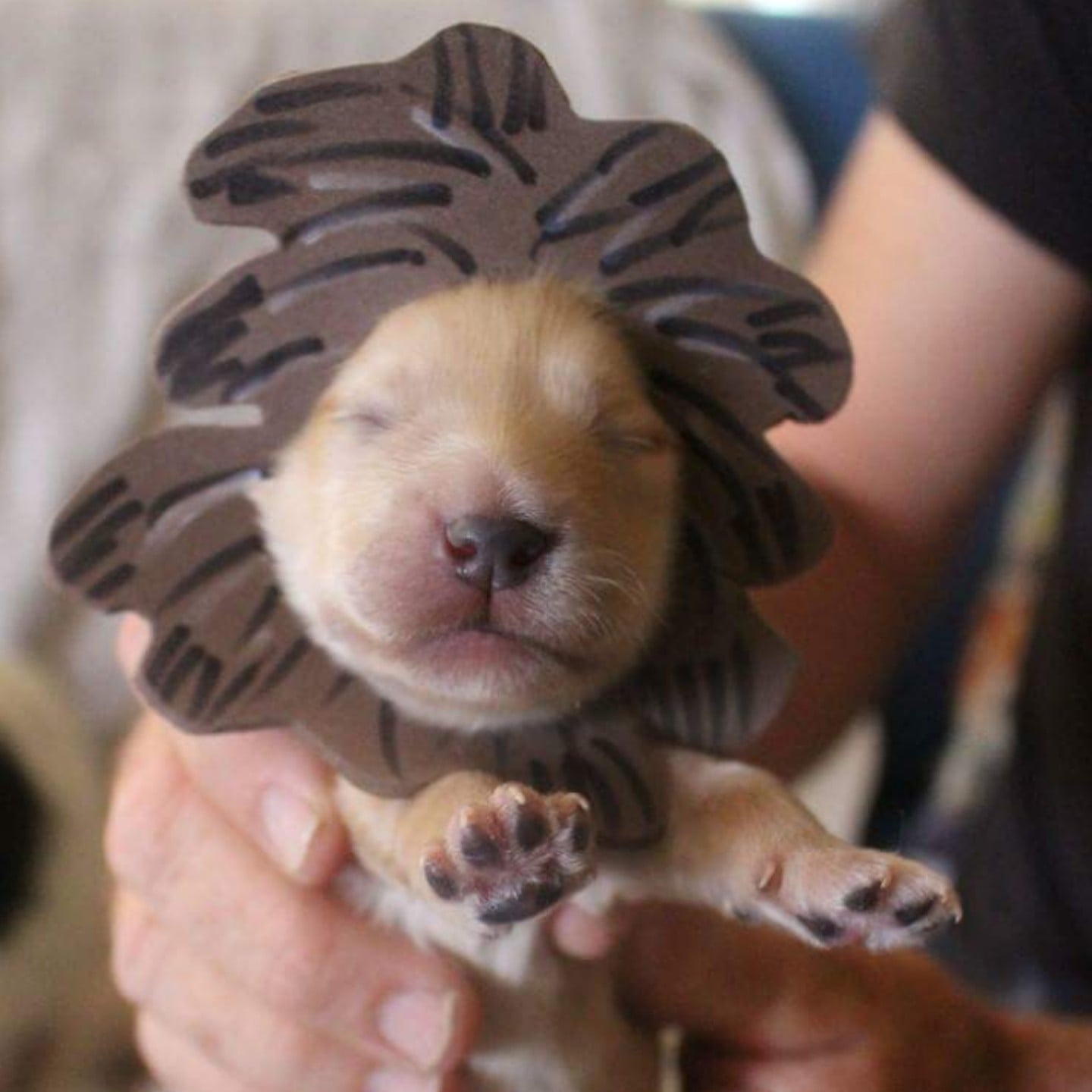 Puppies 2025 in outfits