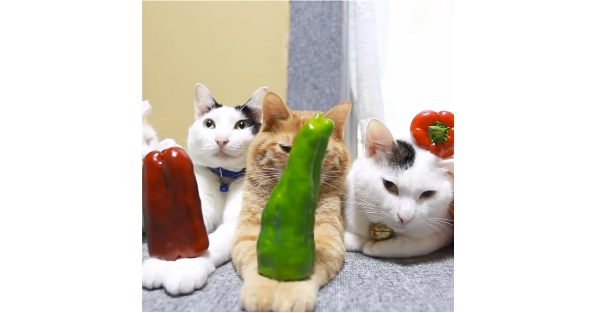 Cats Balancing Food Video Popsugar Pets