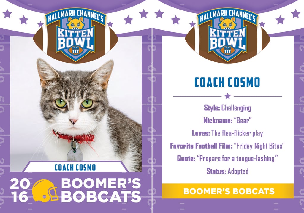 Kitten Bowl 2016