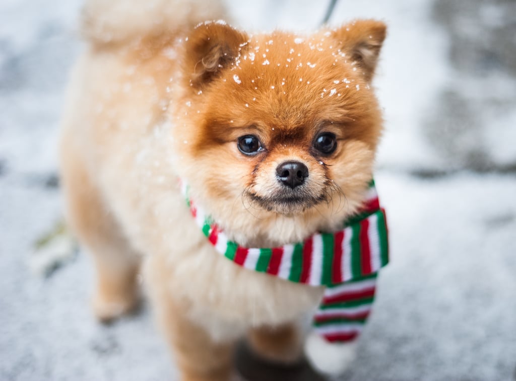 Cute Photos of Dogs in the Winter