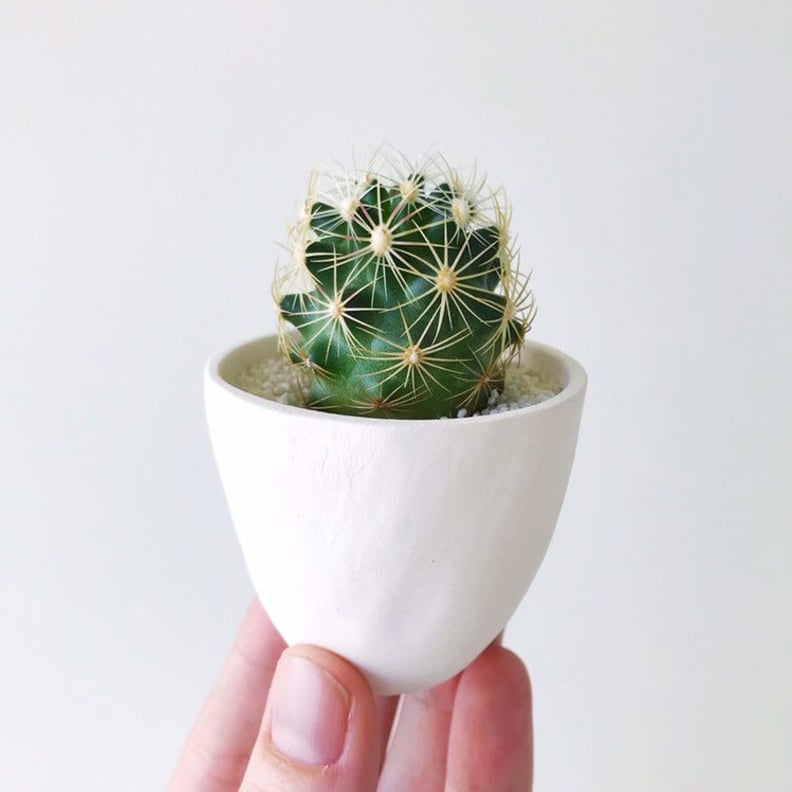 Mini Cactus + Handmade Ceramic Pink + White Mini Planter