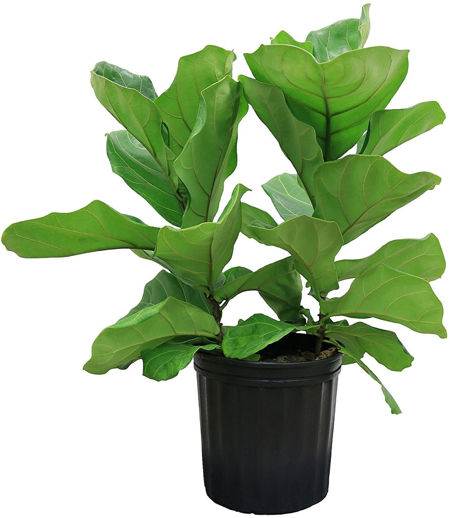 Ficus Pandurata in Pot ($30)