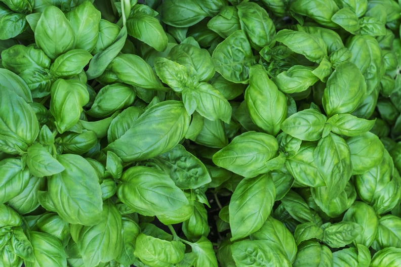 Basil